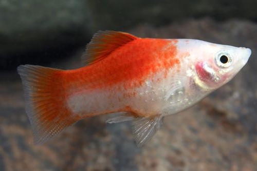 pinapple platy